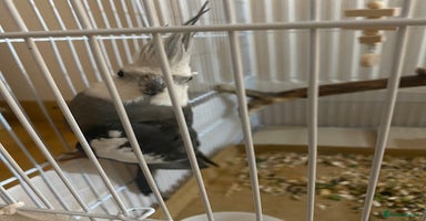 Cockatiels birds - Advert 11
