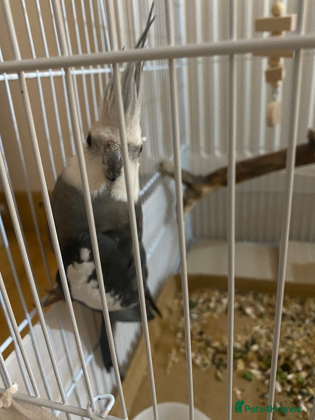 Cockatiels birds for sale: Beautiful cockatiel - selling urgently  - Image 2
