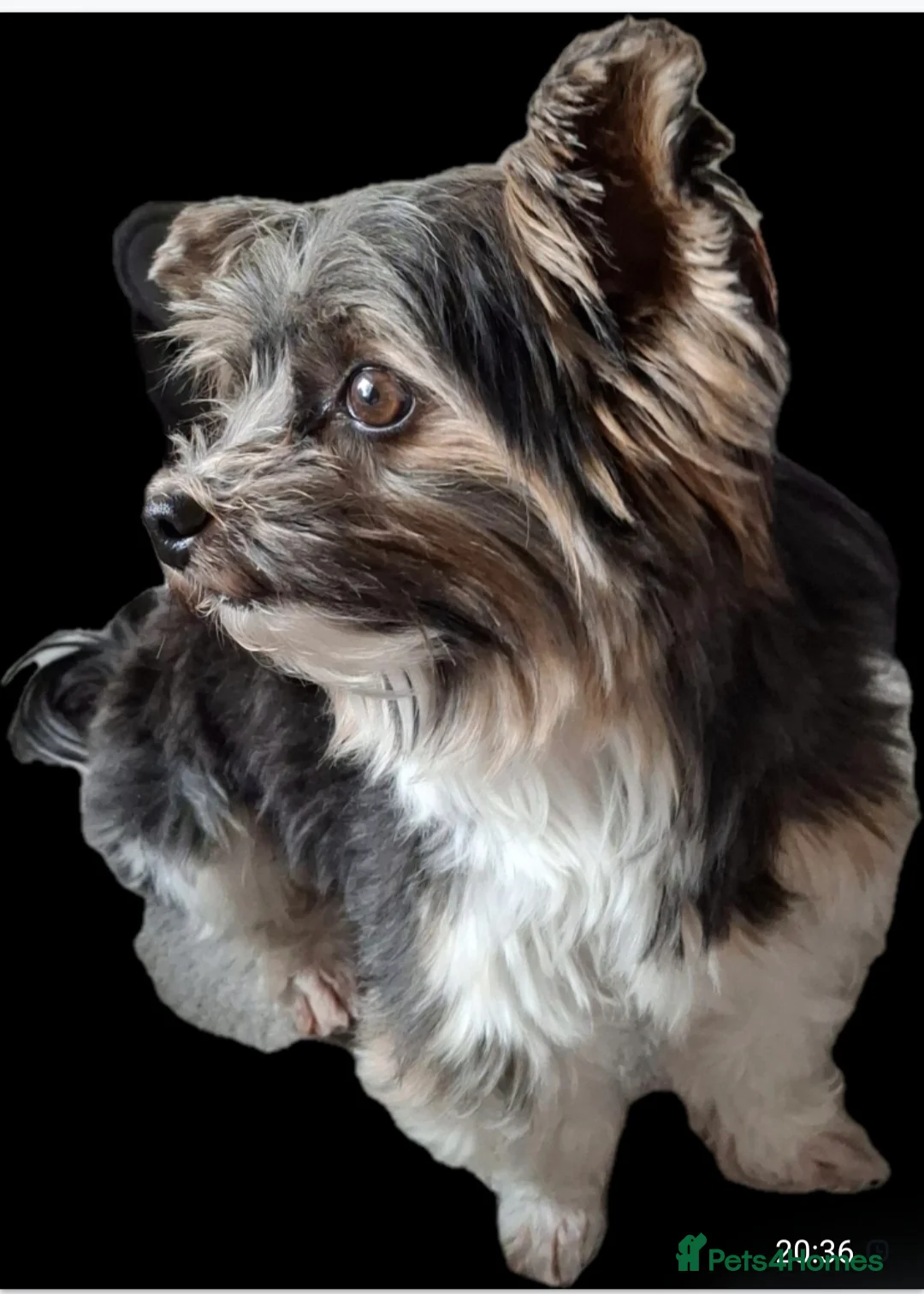 Biewer Terrier dogs for stud: Purebred Pedigree Biewer Terrier Proven Stud in Merthyr Tydfil - Advert 37