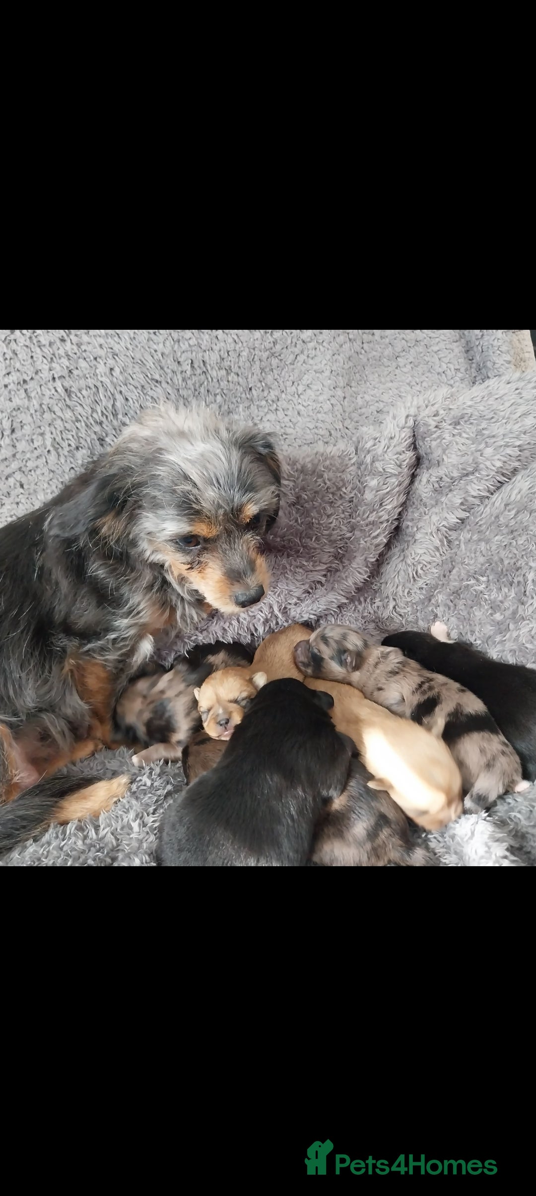 Mixed Breed dogs for sale: Pomeranian /Terrior  - Image 5