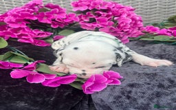 Dalmatian dogs for sale: Beautiful KC registered litter of dalmations  - Image 22