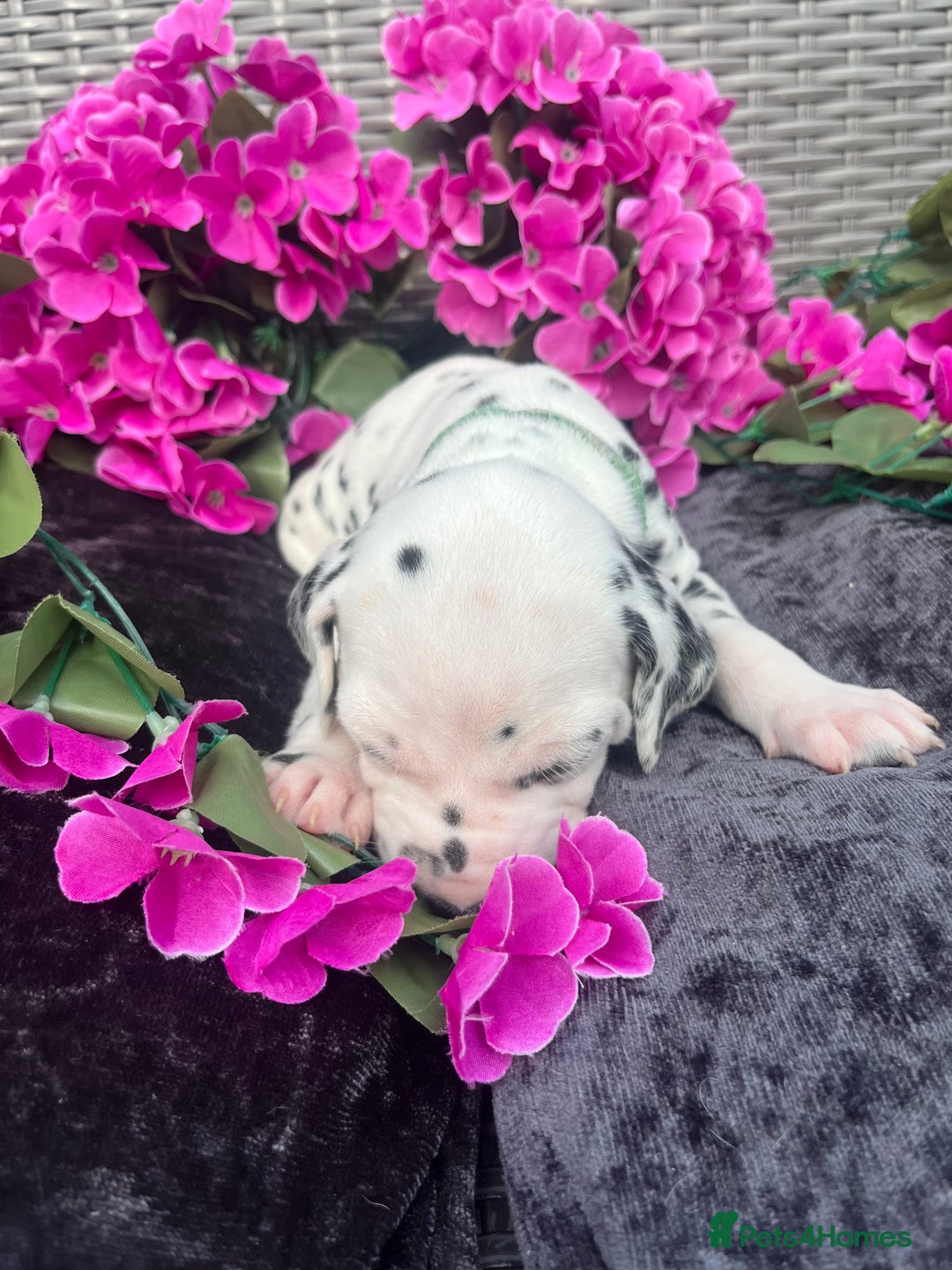 Dalmatian dogs for sale: Beautiful KC registered litter of dalmations  - Image 22