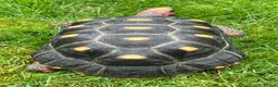 Tortoise reptiles for sale: Red footed tortoise for sale.  - Advert 3