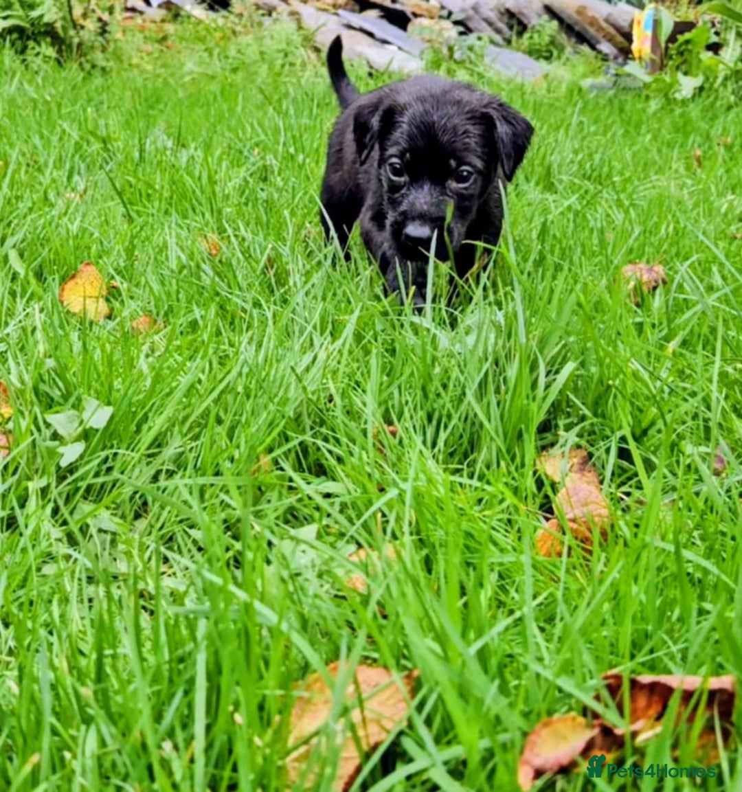 Mixed Breed dogs for sale: Dutch shepherd X pointer puppies  - Advert 4