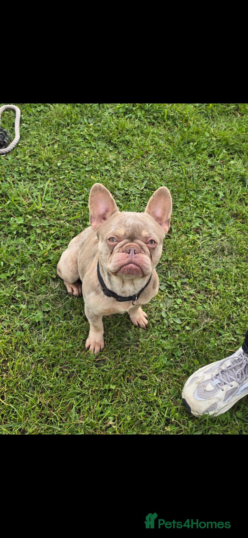 French Bulldog dogs French bulldog looking for forever home - Advert 4