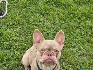 French Bulldog dogs French bulldog looking for forever home - Advert 4