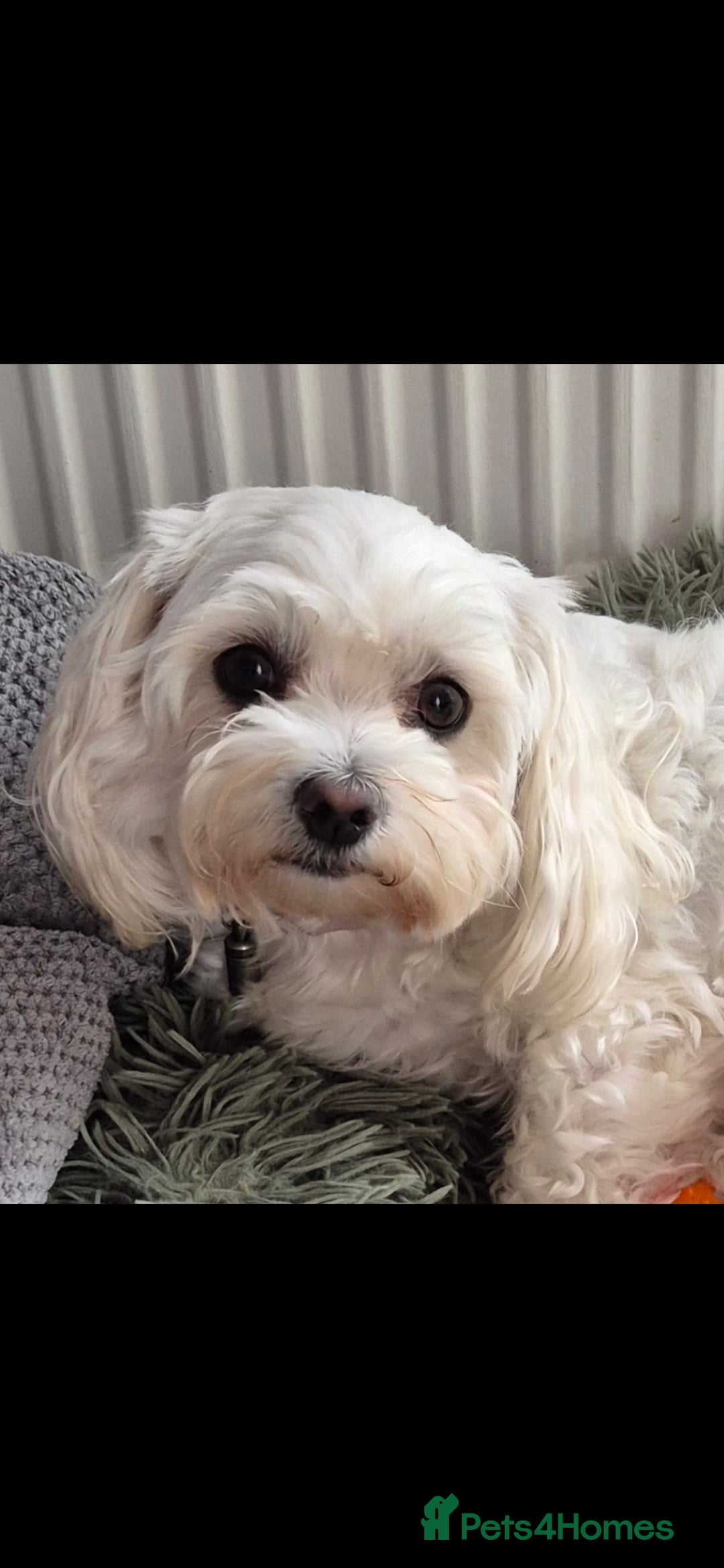 Maltese dogs for sale: Maltese  - Advert 1