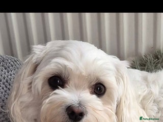 Maltese dogs Maltese - Advert 2