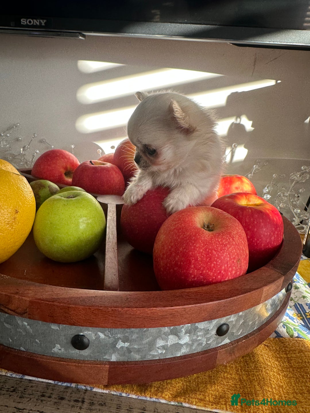 Chihuahua dogs for sale: KC Reg Russian and Czech Champions puppies L/C - Advert 3