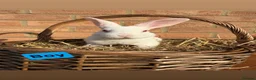 Rex rabbits for sale: 🐰Beautiful Standard Rex Rabbits🐰 - Advert 7