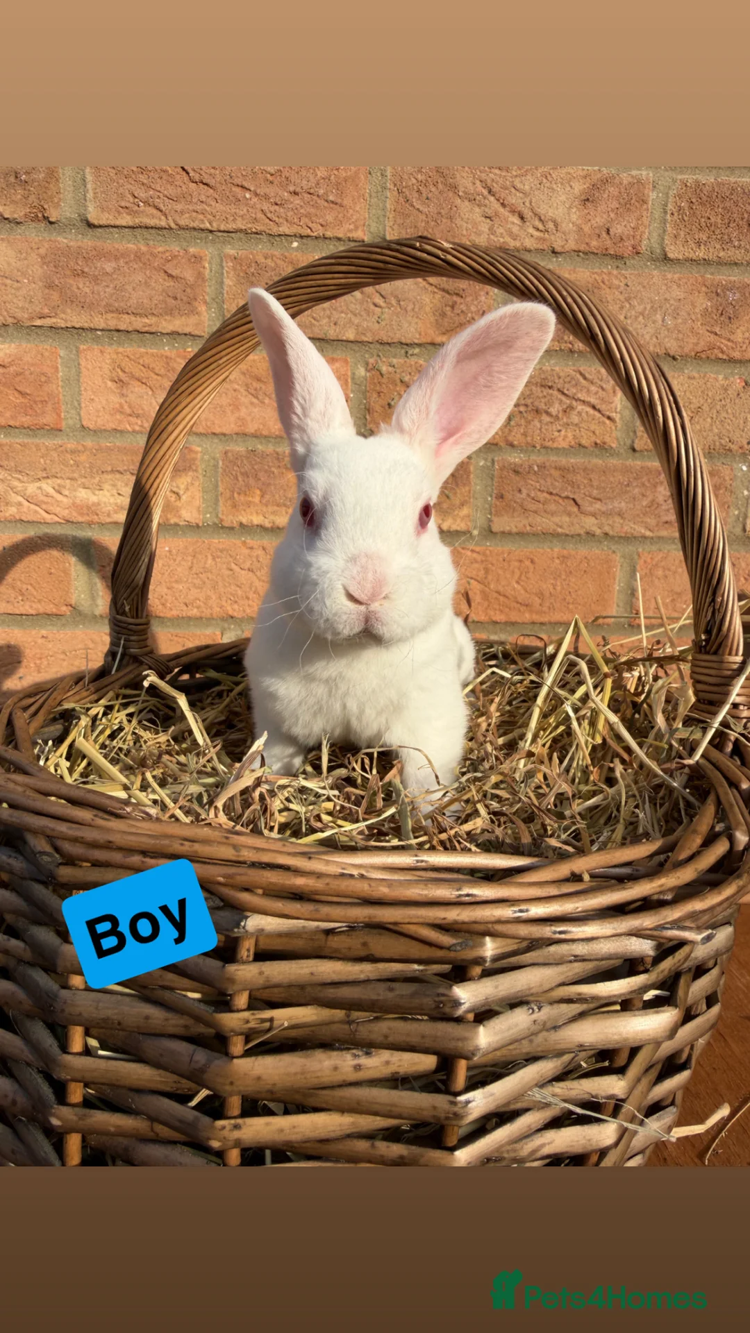 Rex rabbits for sale: 🐰Beautiful Standard Rex Rabbits🐰 - Advert 7