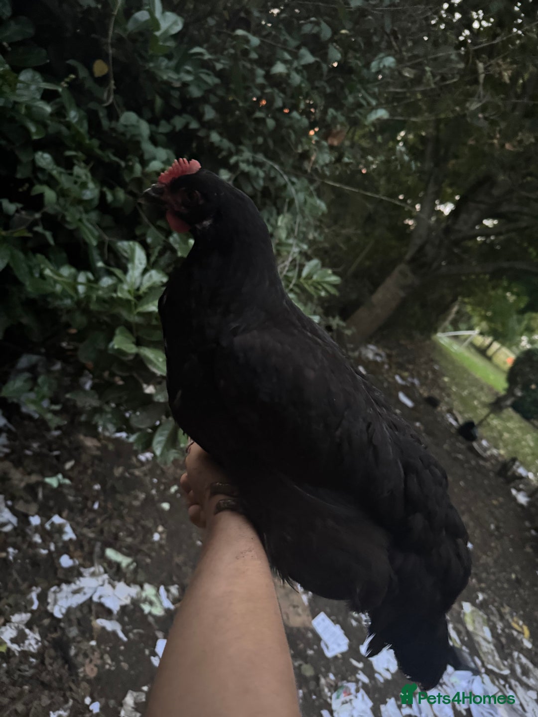 Chickens poultry for sale: Flock of Chickens - Image 15