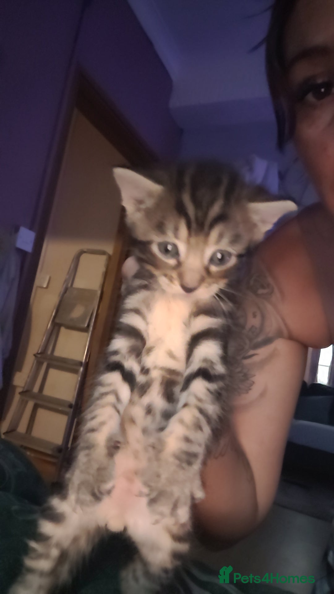 Mixed Breed cats for sale: Beautiful mixed kittens 2 boys 2 girl - Image 9