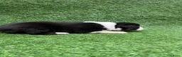 Australian Shepherd dogs for sale: Australian Shepherd Puppies  - Advert 18