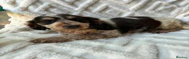 Cocker Spaniel Puppy 4