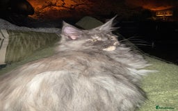 Maine Coon cats for sale: Tica registered Maine Coons from champion lines  - Image 29