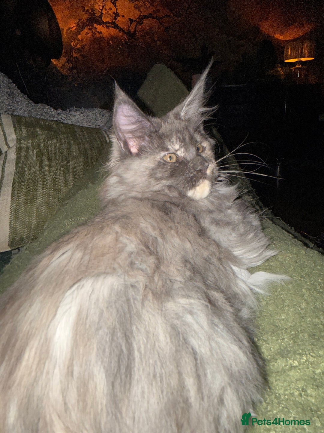 Maine Coon cats for sale: Tica registered Maine Coons from champion lines  - Image 29