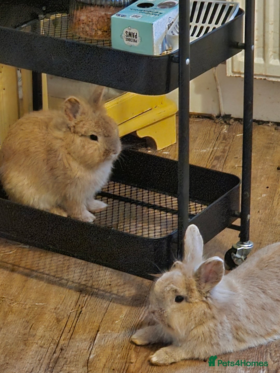 Lionhead rabbits for sale: 2 lionhead rabbits - Advert 1