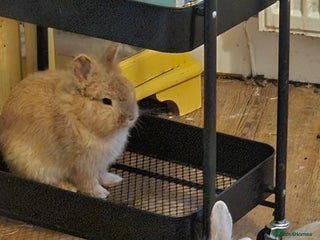 Lionhead rabbits 2 lionhead rabbits - Advert 1