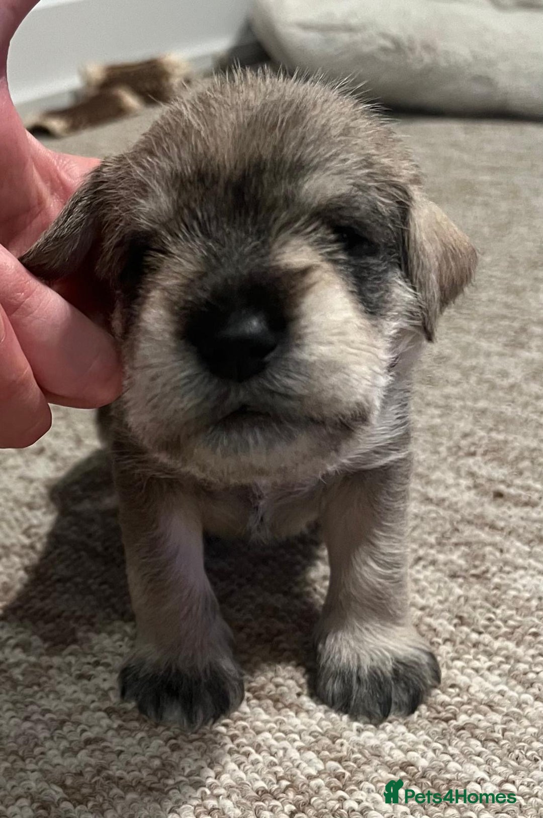 Miniature Schnauzer dogs for sale: beautiful litter  of miniature schnauzers - Advert 2