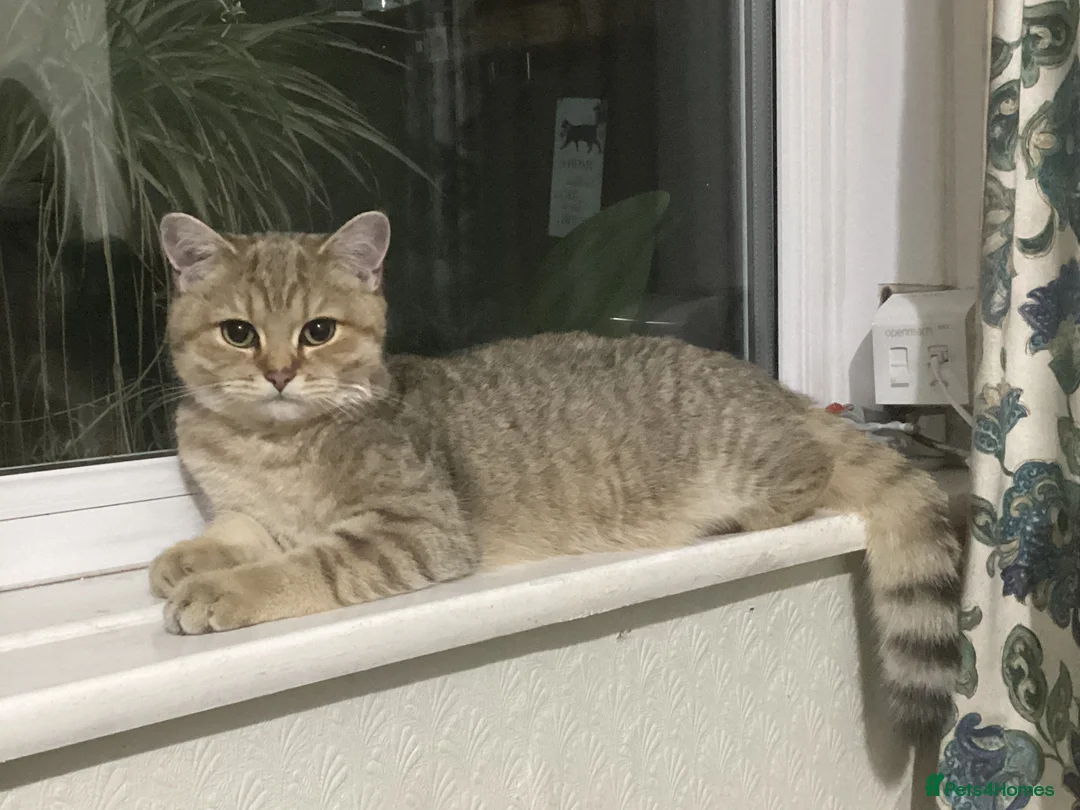 British Shorthair cats for sale: Two young adult golden BSH male cats - Advert 7