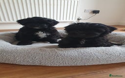 Australian Labradoodle dogs for sale: 2 GIRLS ONLY - Australian Labradoodle puppies - Image 7