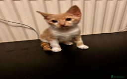 Mixed Breed cats for sale: Last Cream/white Beautiful kitten left in lutom - Image 5