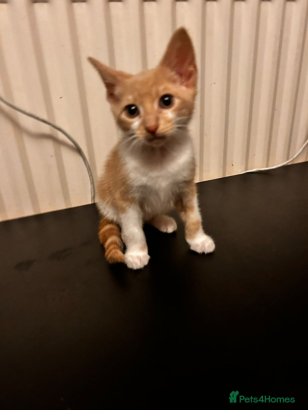 Mixed Breed cats for sale: Last Cream/white Beautiful kitten left in lutom - Image 5