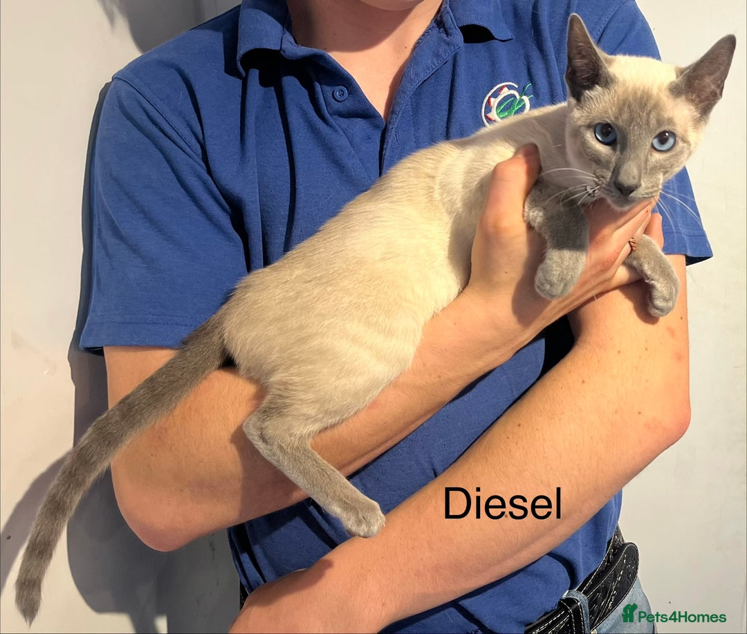 Siamese cats for sale: Blue point Siamese kittens - Advert 11
