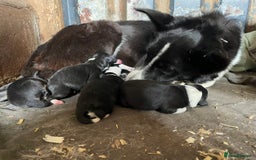 Border Collie dogs for sale: 6 border collies looking for there forever homes  - Image 9