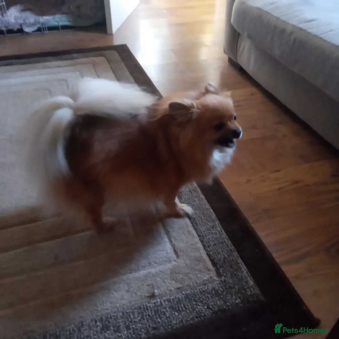 Pomeranian dogs for sale: Pomeranian puppys in Skegness - Advert 1