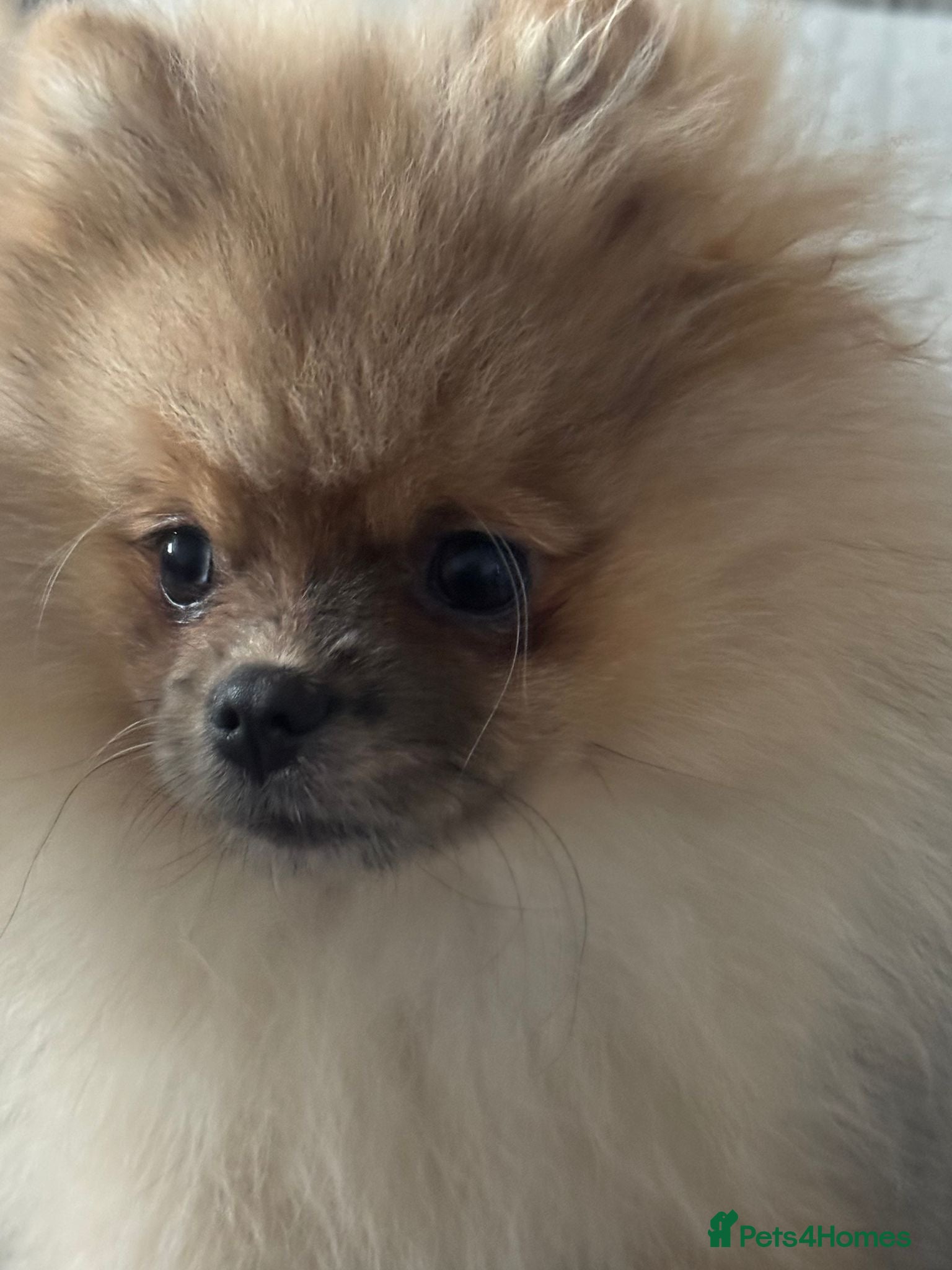 Pomeranian dogs for sale: Pomeranian male puppy 💚 - Advert 2