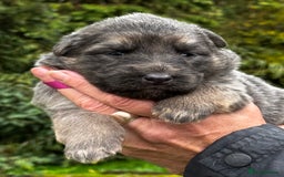 German Shepherd dogs for sale: ⭐️Chunky kc reg GSD pups ⭐️  - Image 24