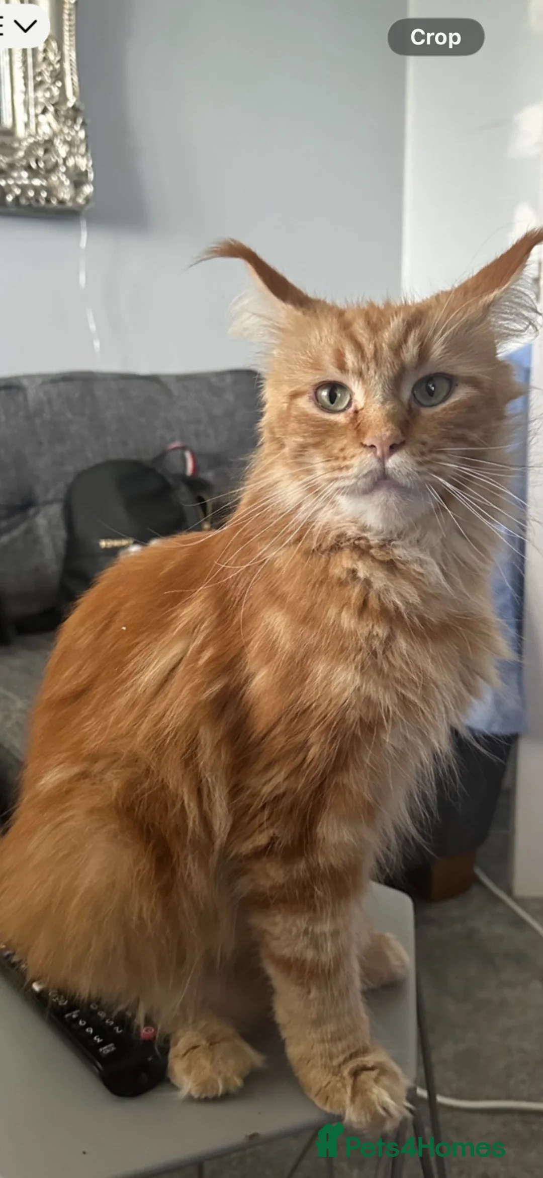 Maine Coon cats for sale: Stunning maine coon kittens xl excellent quality  - Advert 2