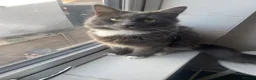 Mixed Breed cats for sale: Rambo  in Keighley - Advert 11