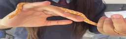 Corn Snake reptiles for sale: corn snake 6 months old with everything he needs - Advert 2