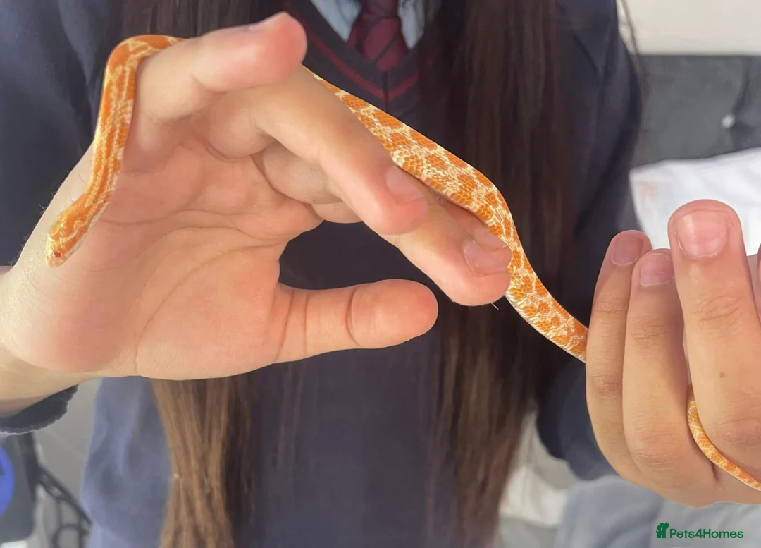 Corn Snake reptiles for sale: corn snake 6 months old with everything he needs - Advert 2