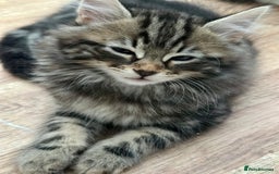 Maine Coon cats for sale: Cute adorable kitten have there own style  - Image 8