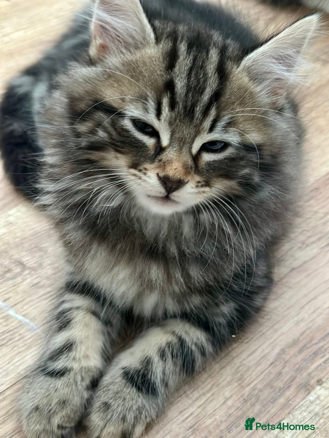 Maine Coon cats for sale: Cute adorable kitten have there own style  - Image 8