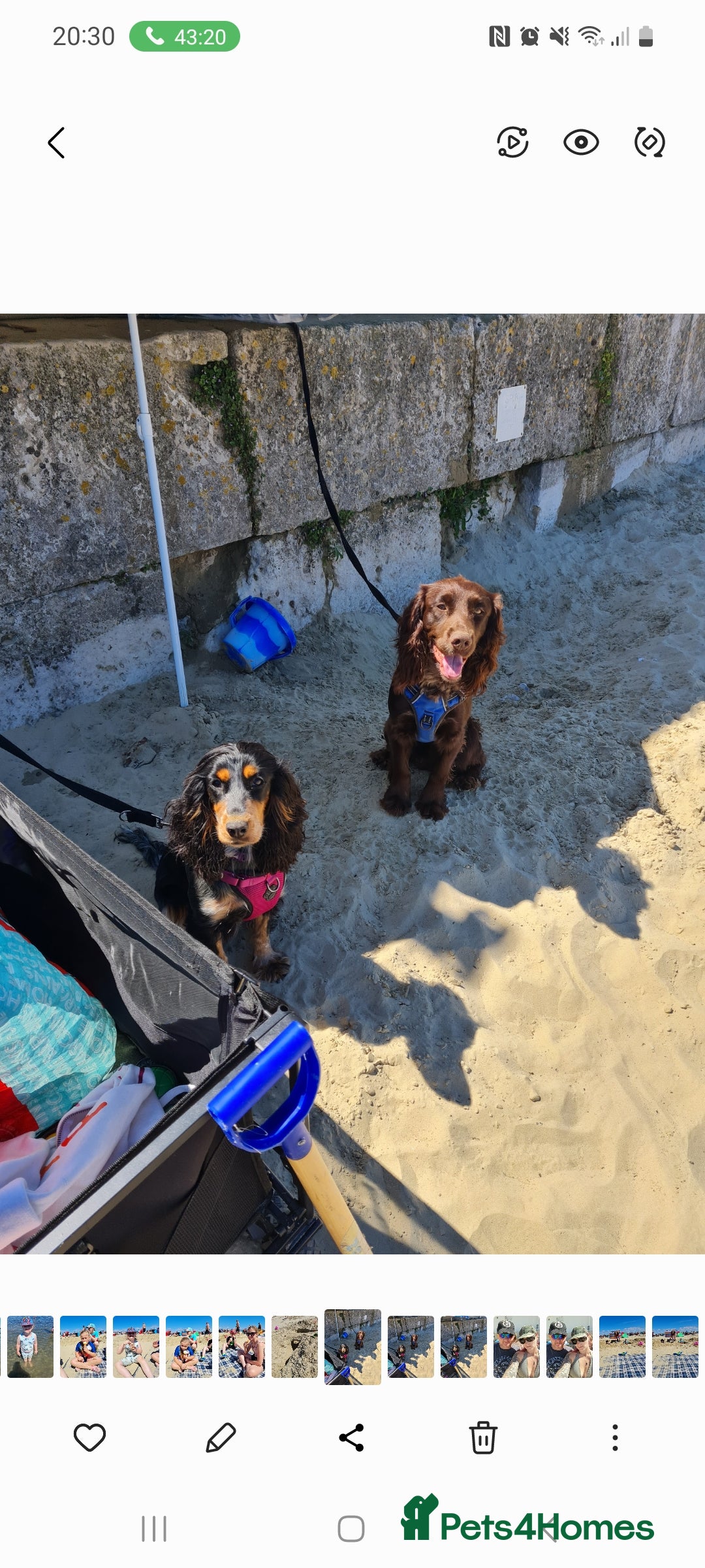 Sprocker dogs for sale: 3 female sprocker puppies - Advert 8