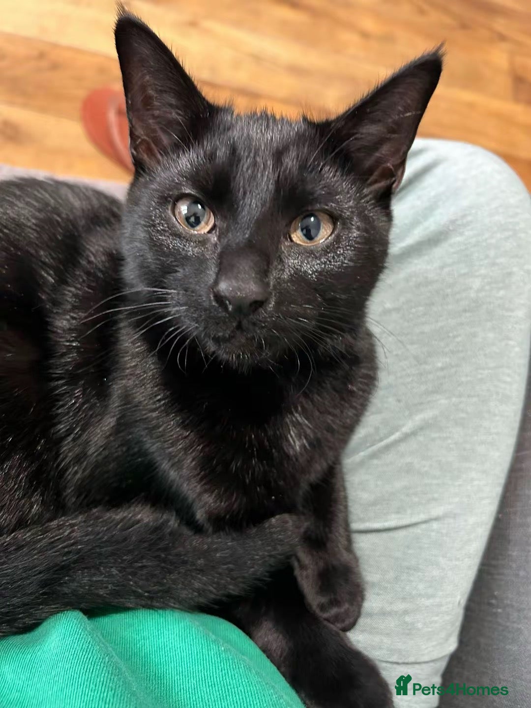 Domestic Shorthair cats for sale: 3 males kittens - Advert 5