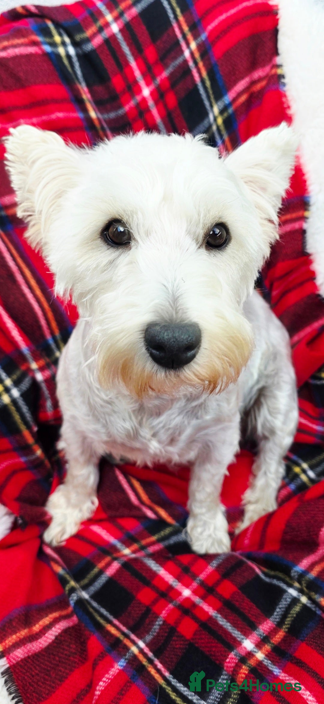 West Highland Terrier dogs for sale: Beautiful Westhighland Terrier Puppies  - Image 21