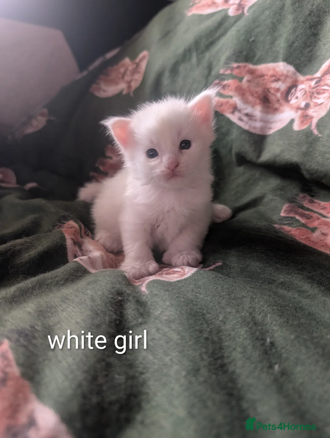 Maine Coon cats for sale: Polydactyl Maine coon babies  - Advert 3