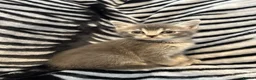 Mixed Breed cats for sale: 4 Stunning Siamese Mixed Kittens Available  - Advert 5