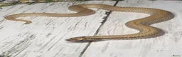 Mixed Breed reptiles for sale: Various snakes and lizards REDUCED  - Advert 2