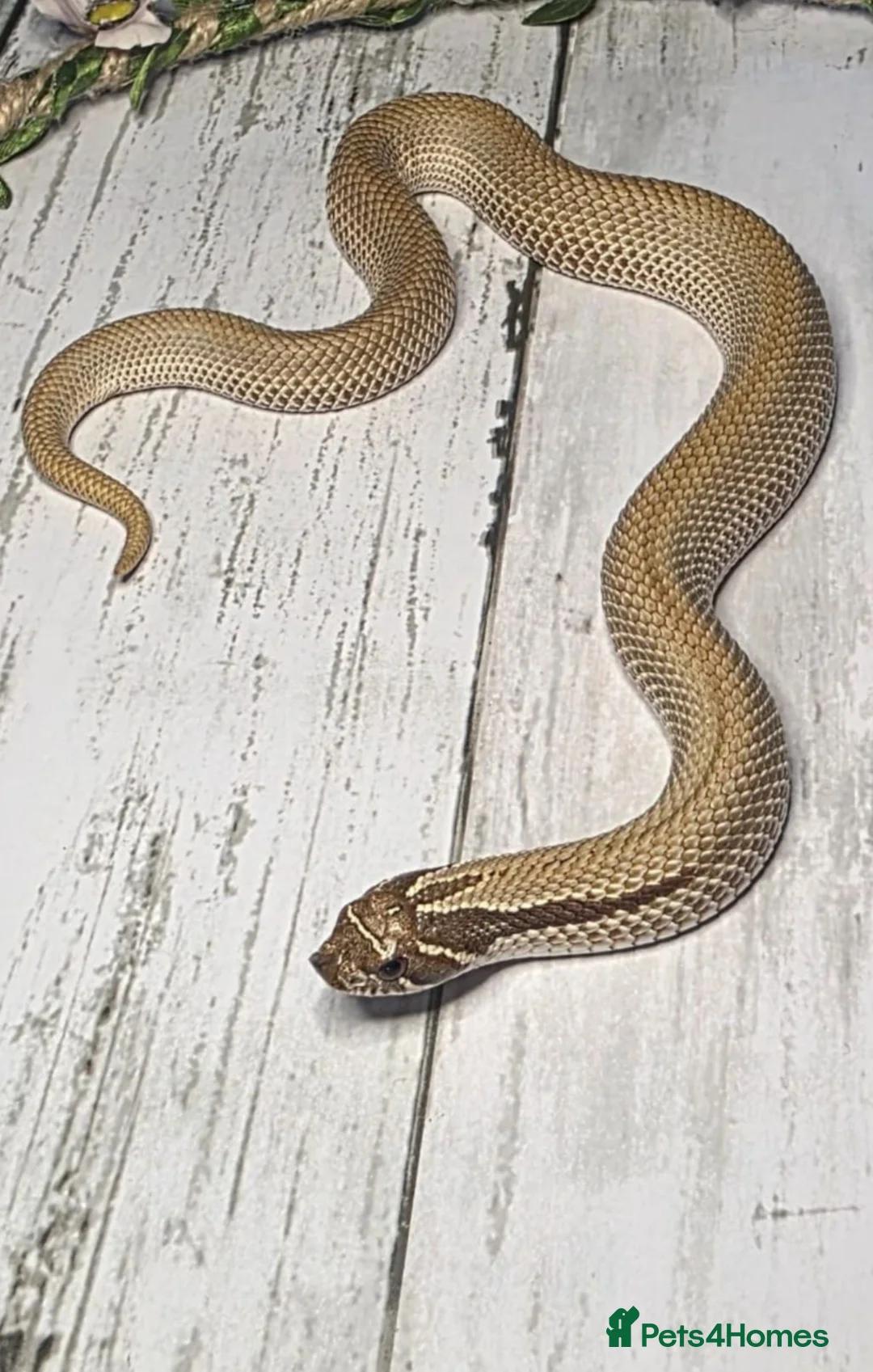 Mixed Breed reptiles for sale: Various snakes and lizards REDUCED  - Advert 2