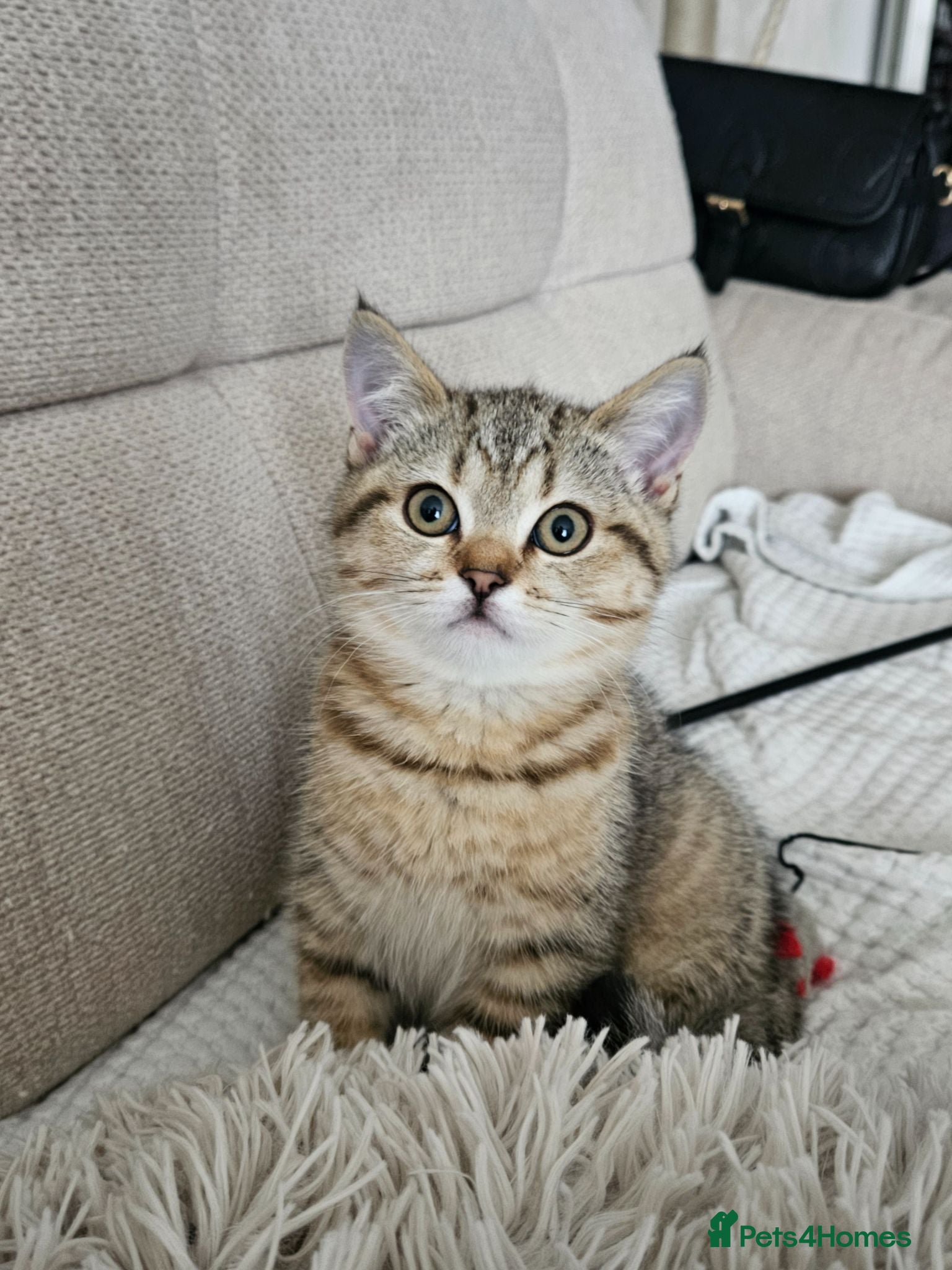 British Shorthair cats British Shorthair kittens! 2 LEFT!  - Advert 3
