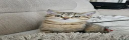 British Shorthair cats for sale: British Shorthair kittens! 2 LEFT!  - Advert 1