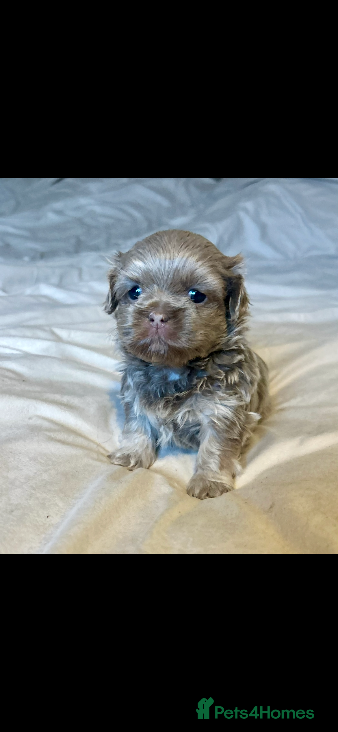 Shih Tzu dogs  ✨🐶 Exceptional Shih Tzu Puppies Available 🐶✨ - Advert 17