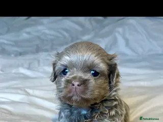 Shih Tzu dogs ✨🐶 Exceptional Shih Tzu Puppies Available 🐶✨ - Advert 17